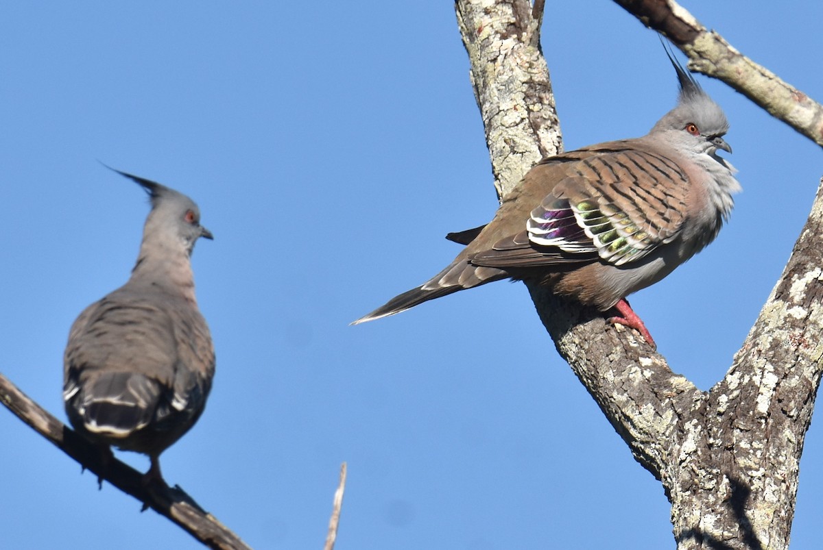 Crested Pigeon - ML620165485