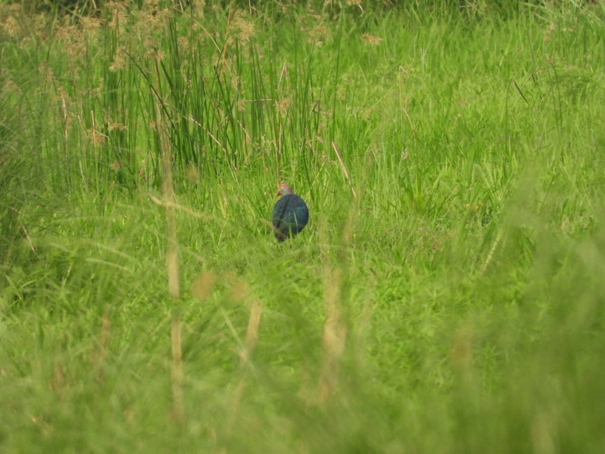 Gray-headed Swamphen - ML620165488