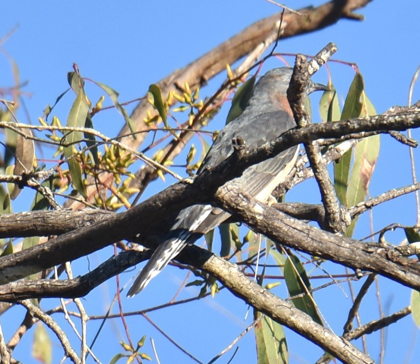 Fan-tailed Cuckoo - ML620165498