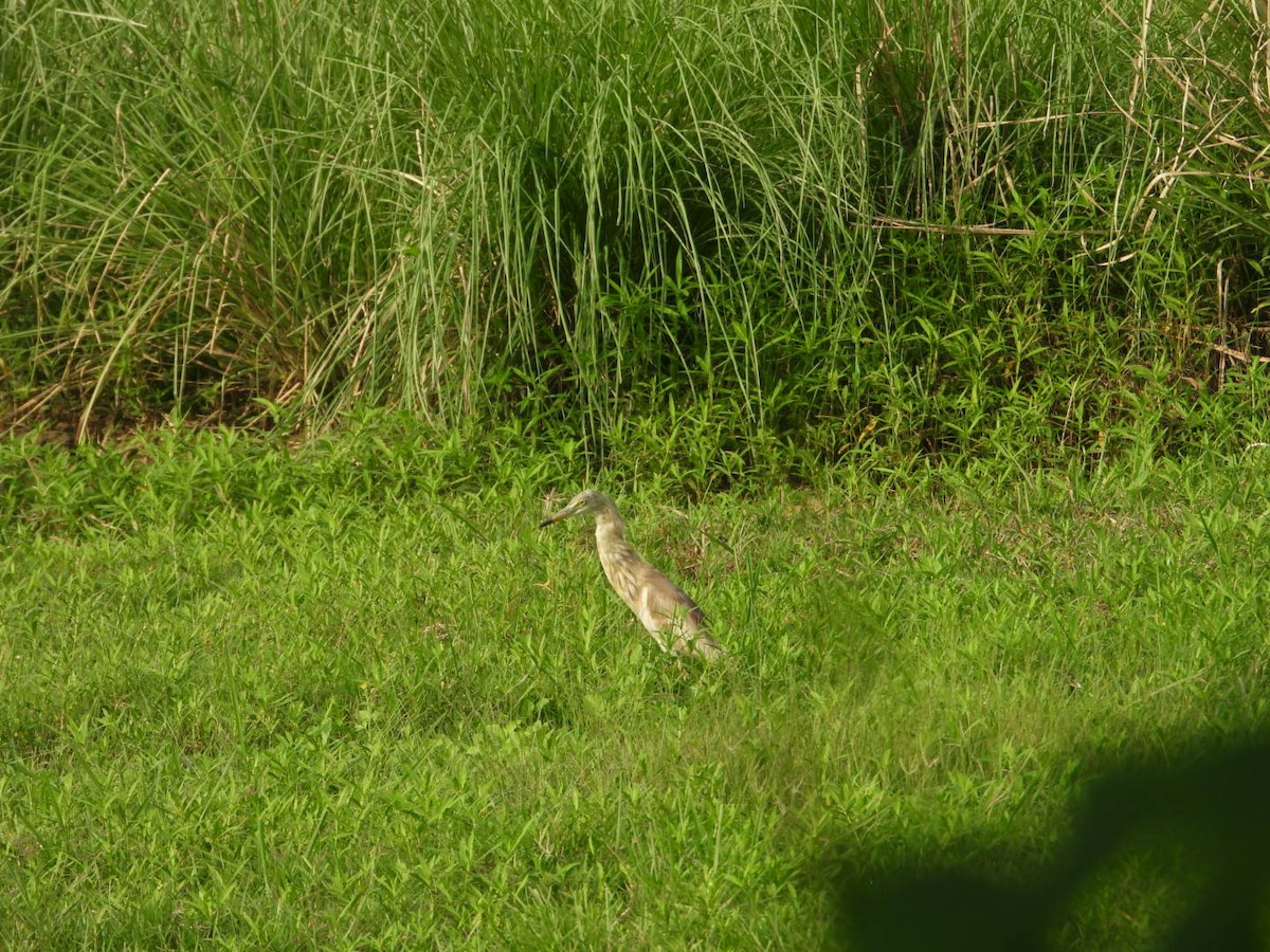 Indian Pond-Heron - ML620165505