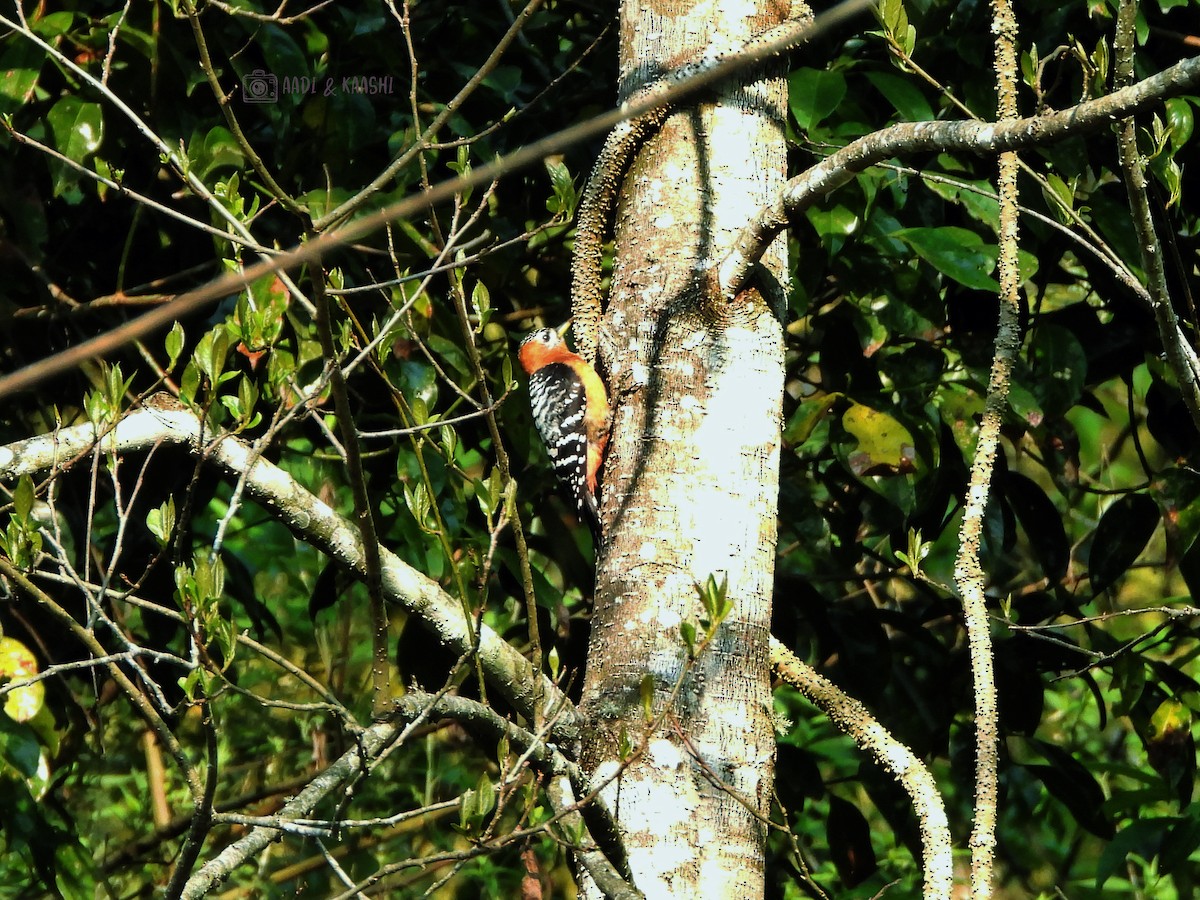 Rufous-bellied Woodpecker - ML620165508