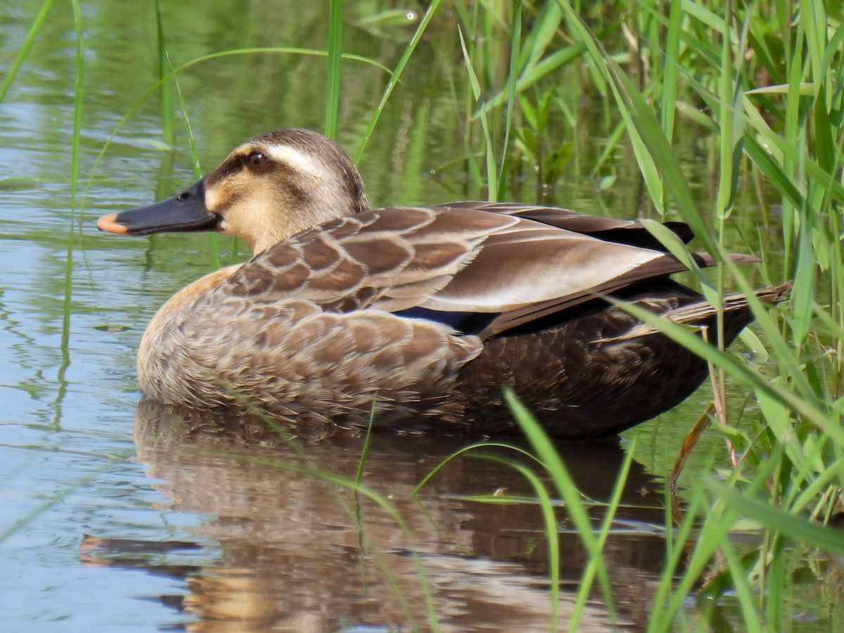 Eastern Spot-billed Duck - ML620165526