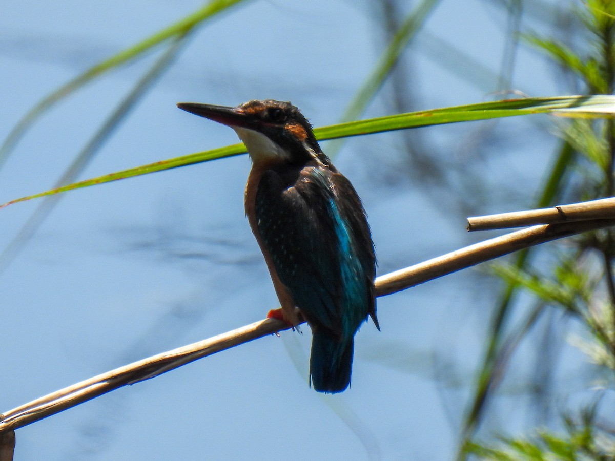 Common Kingfisher - ML620165529