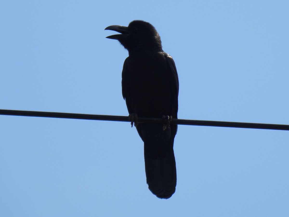 Large-billed Crow - ML620165531