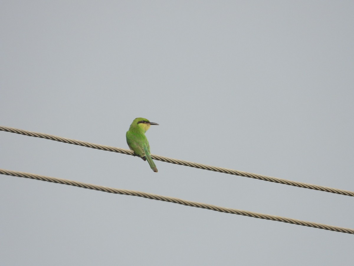 Asian Green Bee-eater - ML620165538