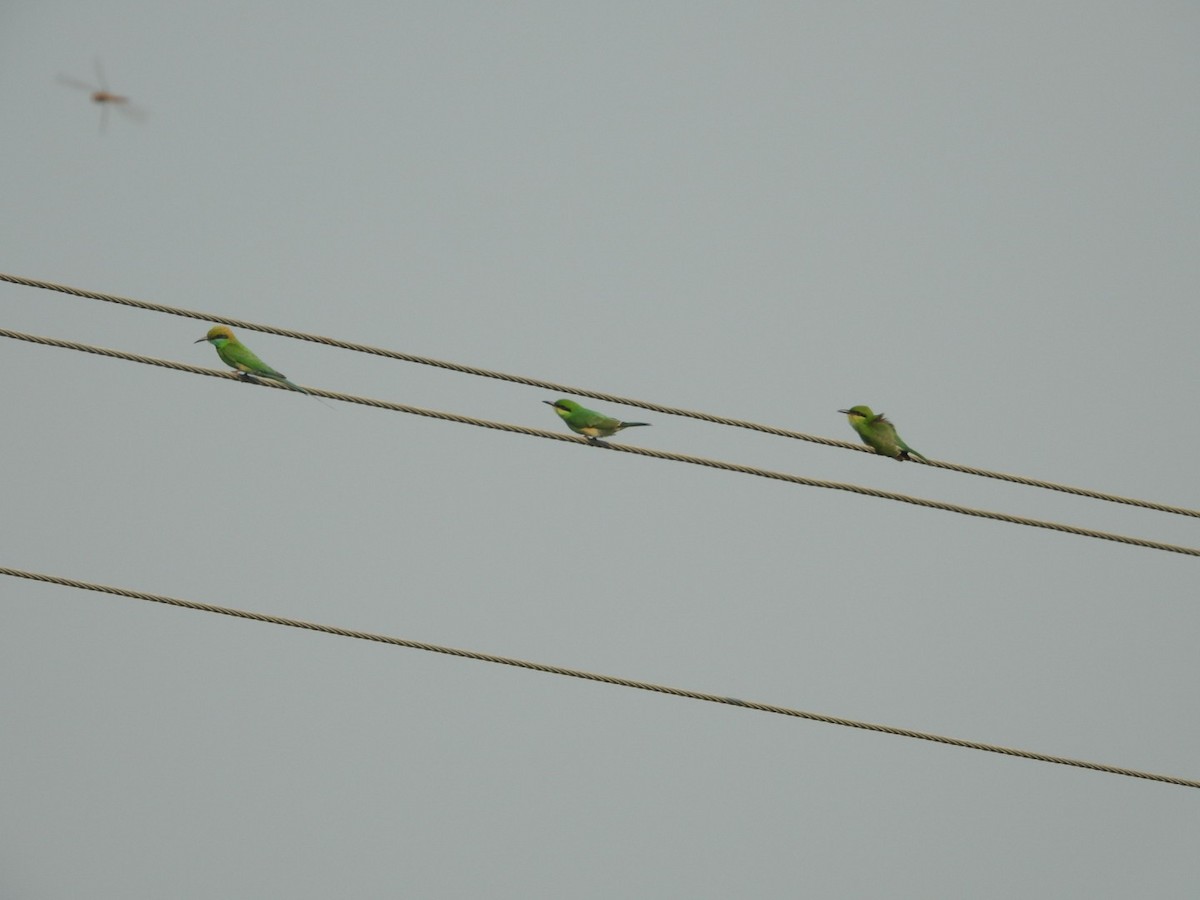 Asian Green Bee-eater - ML620165539