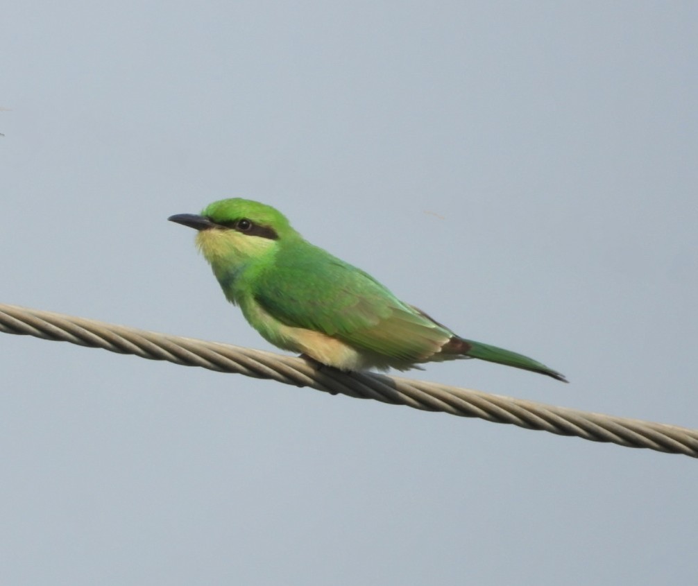 Asian Green Bee-eater - ML620165540