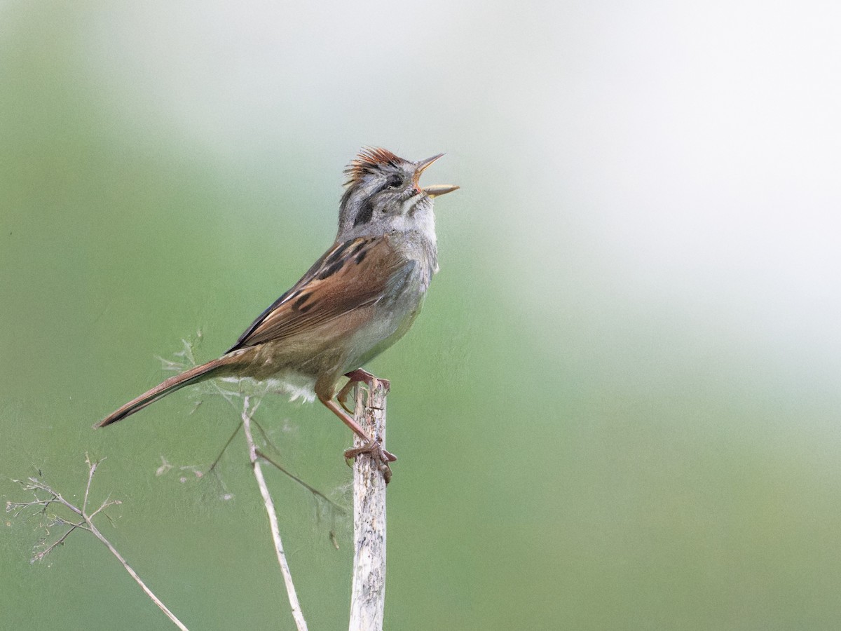 Swamp Sparrow - ML620165550