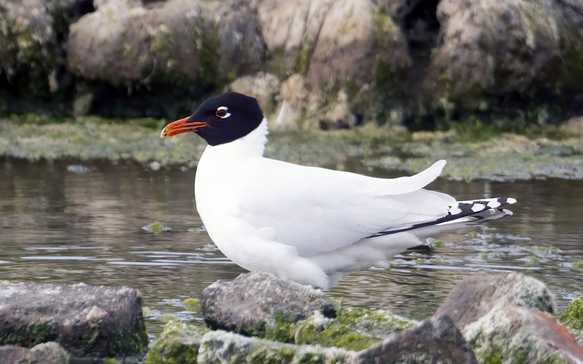 Mediterranean Gull - ML620165552