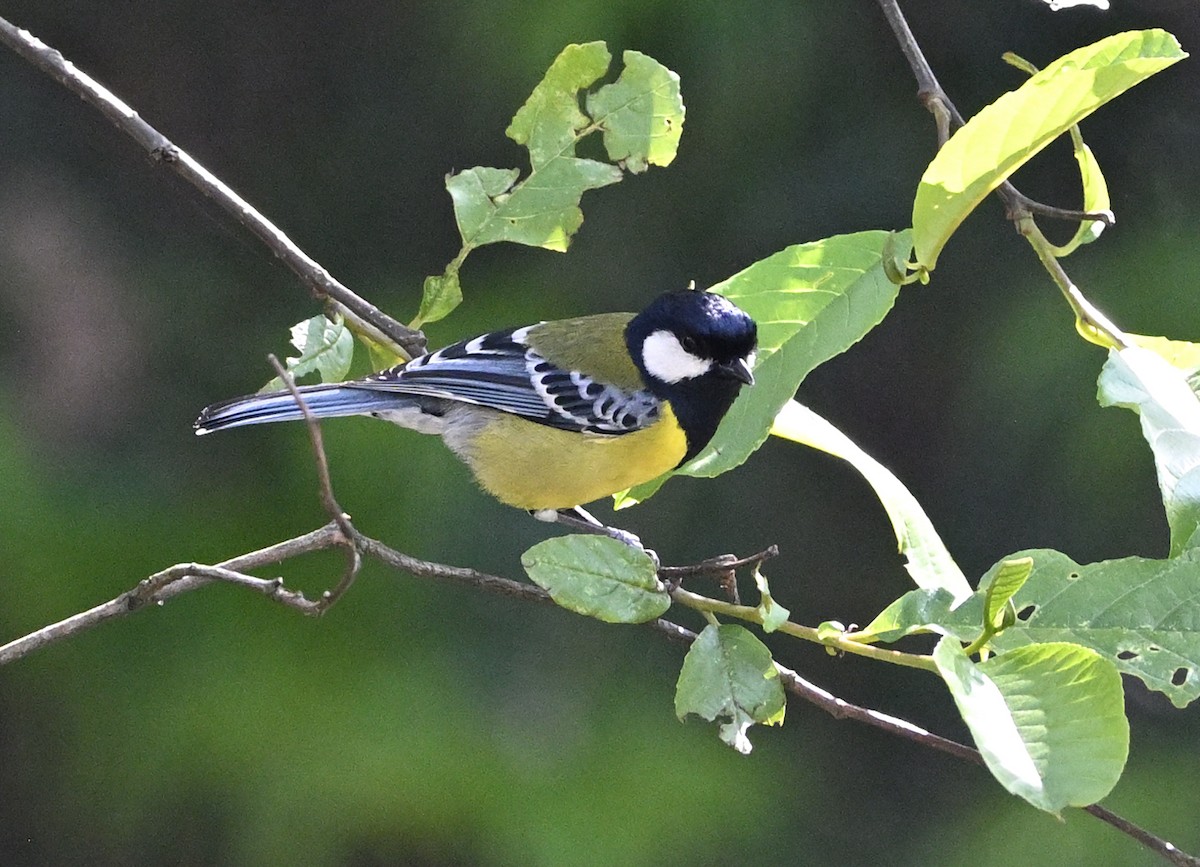 Gray-winged Blackbird - Debesh Mitra