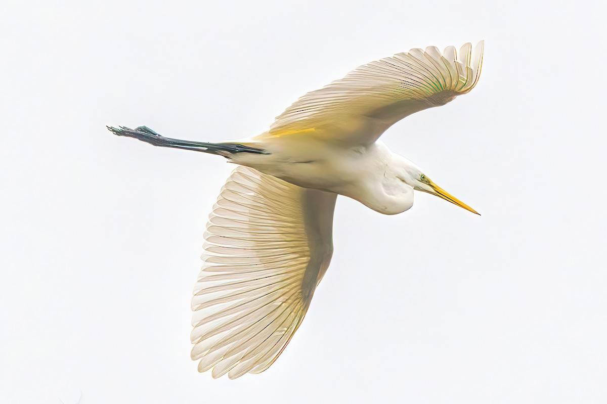 Great Egret (modesta) - ML620165560