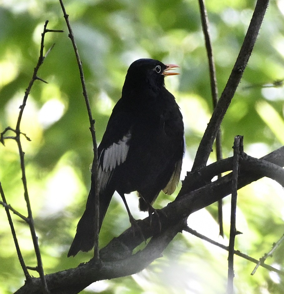 passerine sp. - ML620165561