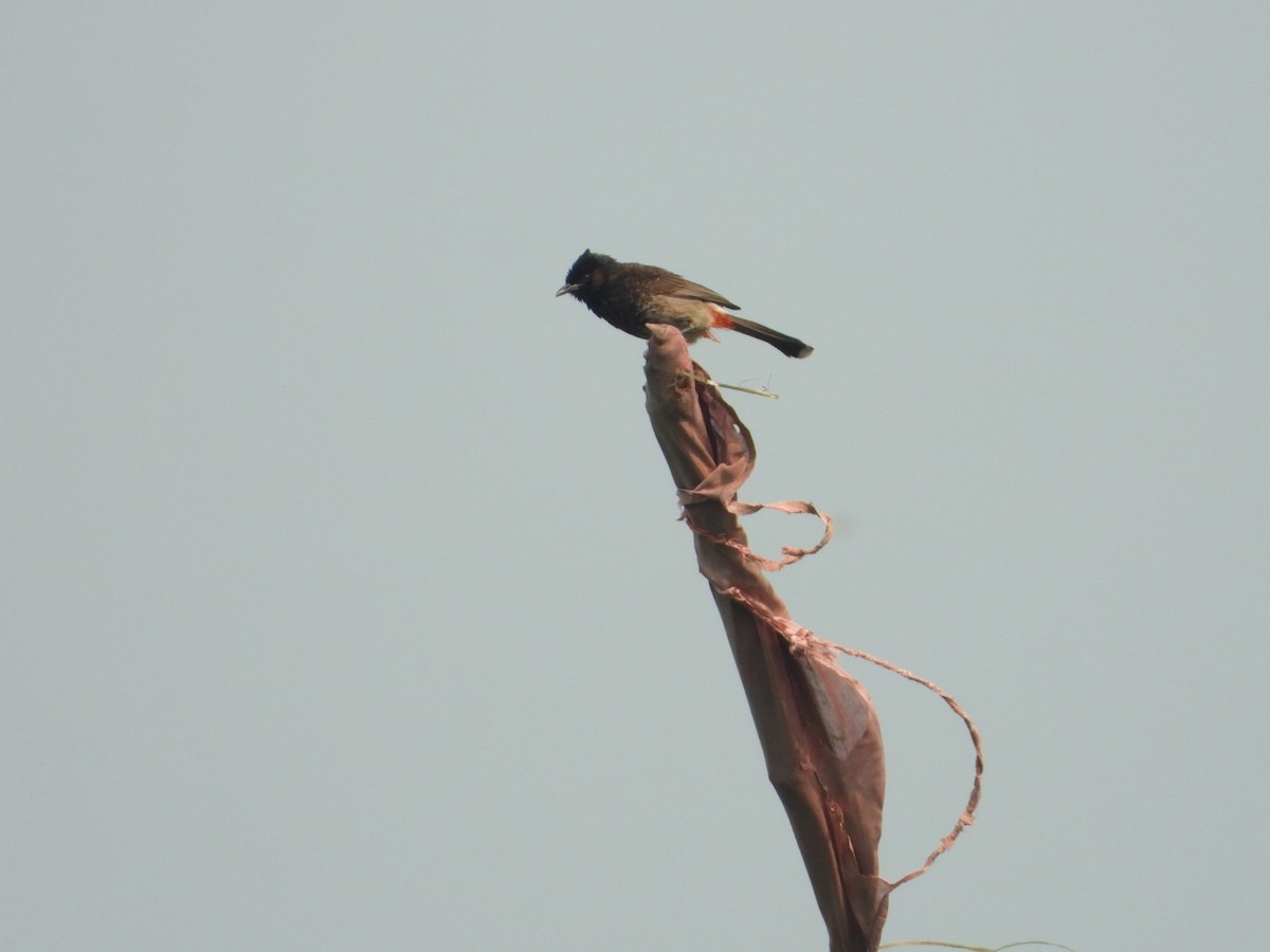Red-vented Bulbul - ML620165562
