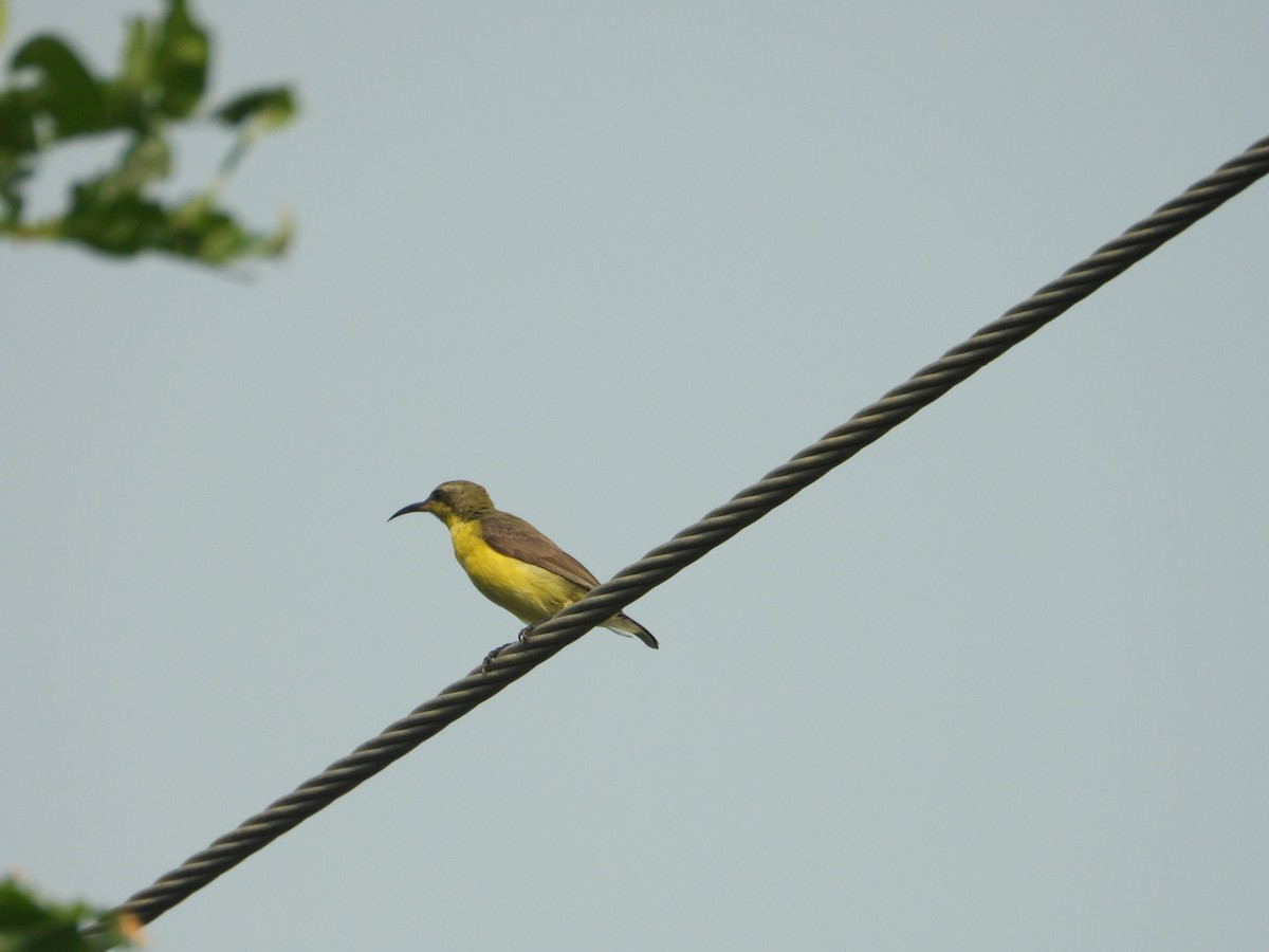 Purple Sunbird - ML620165567