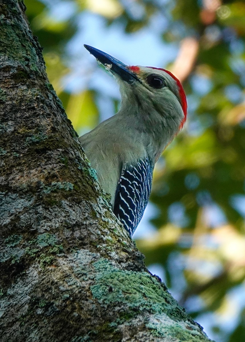 Yucatan Woodpecker - ML620165578