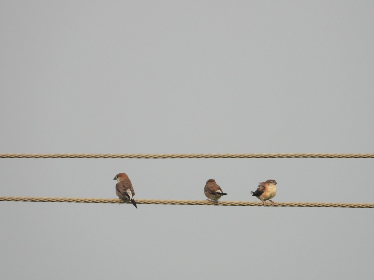 Indian Silverbill - Chaiti Banerjee