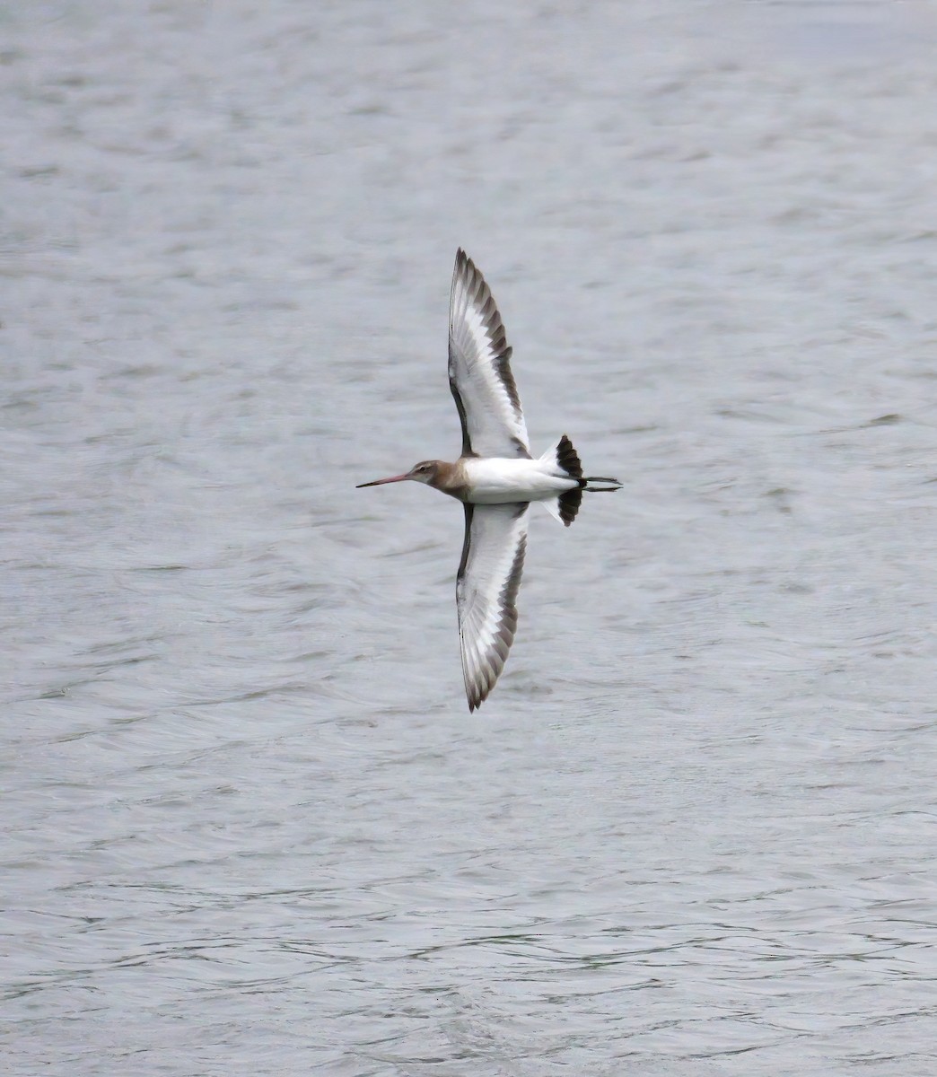 Black-tailed Godwit - ML620165591