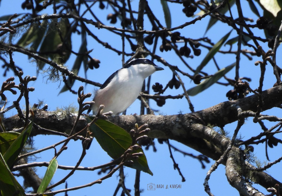 White-browed Shrike-Babbler - ML620165607