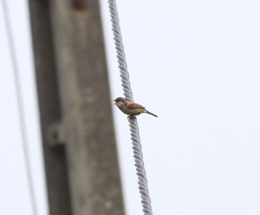 Greater Whitethroat - ML620165608