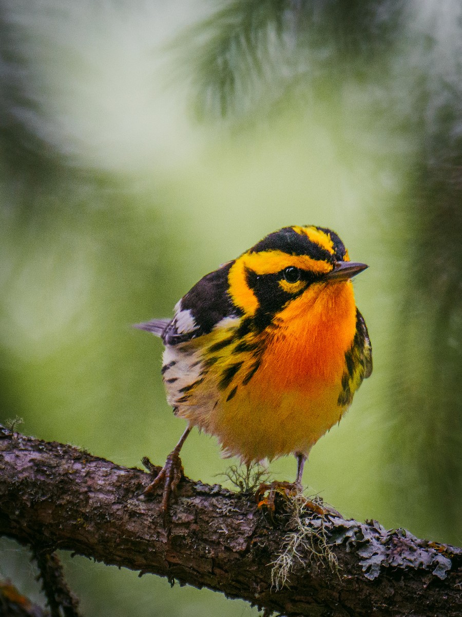 Blackburnian Warbler - ML620165614