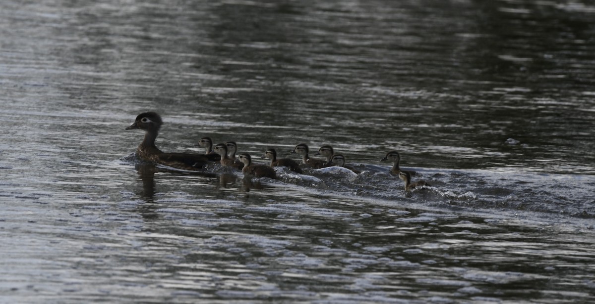 Wood Duck - ML620165627