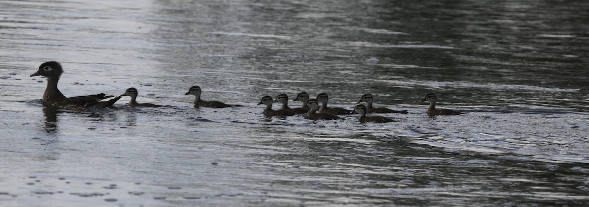 Wood Duck - ML620165628