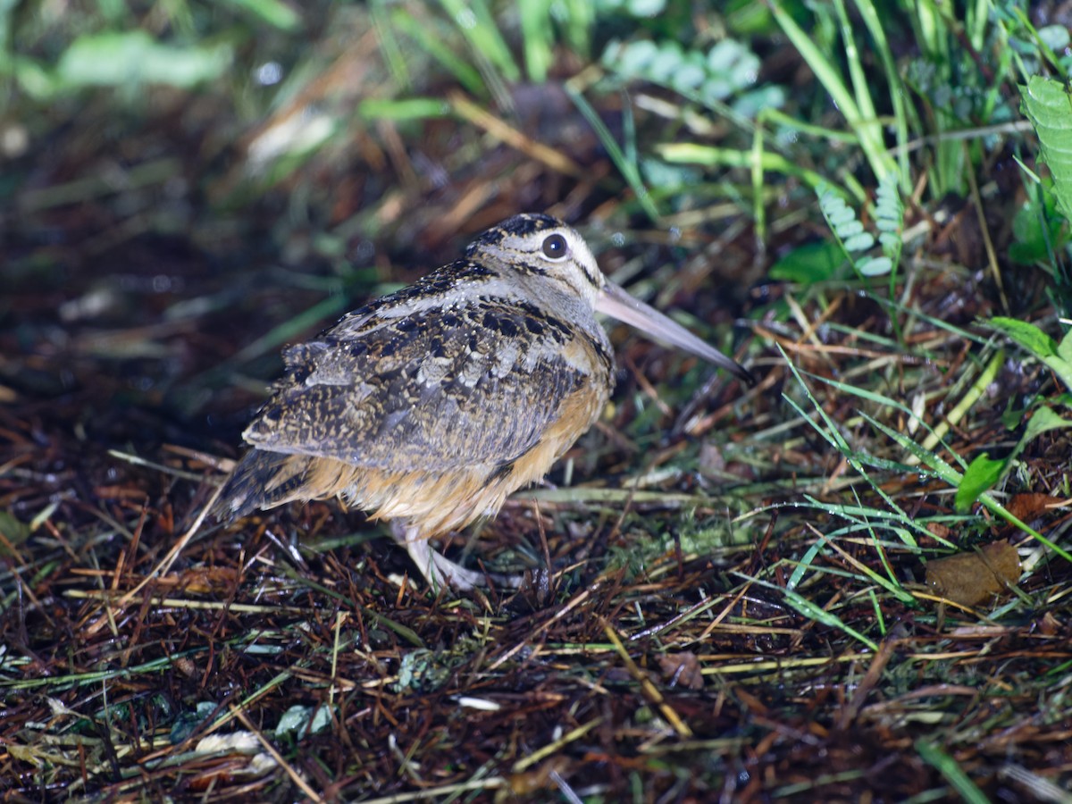 American Woodcock - ML620165630