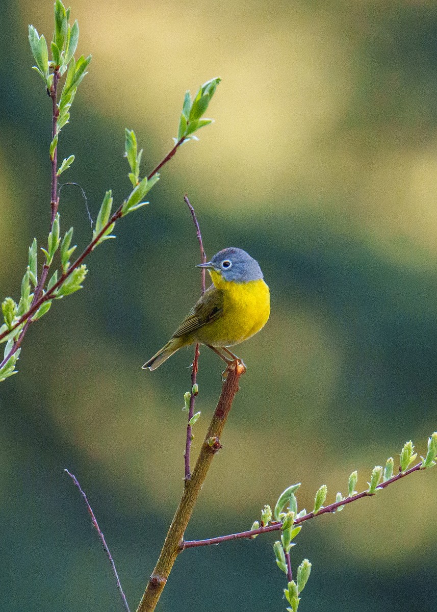 Rubinfleck-Waldsänger - ML620165636