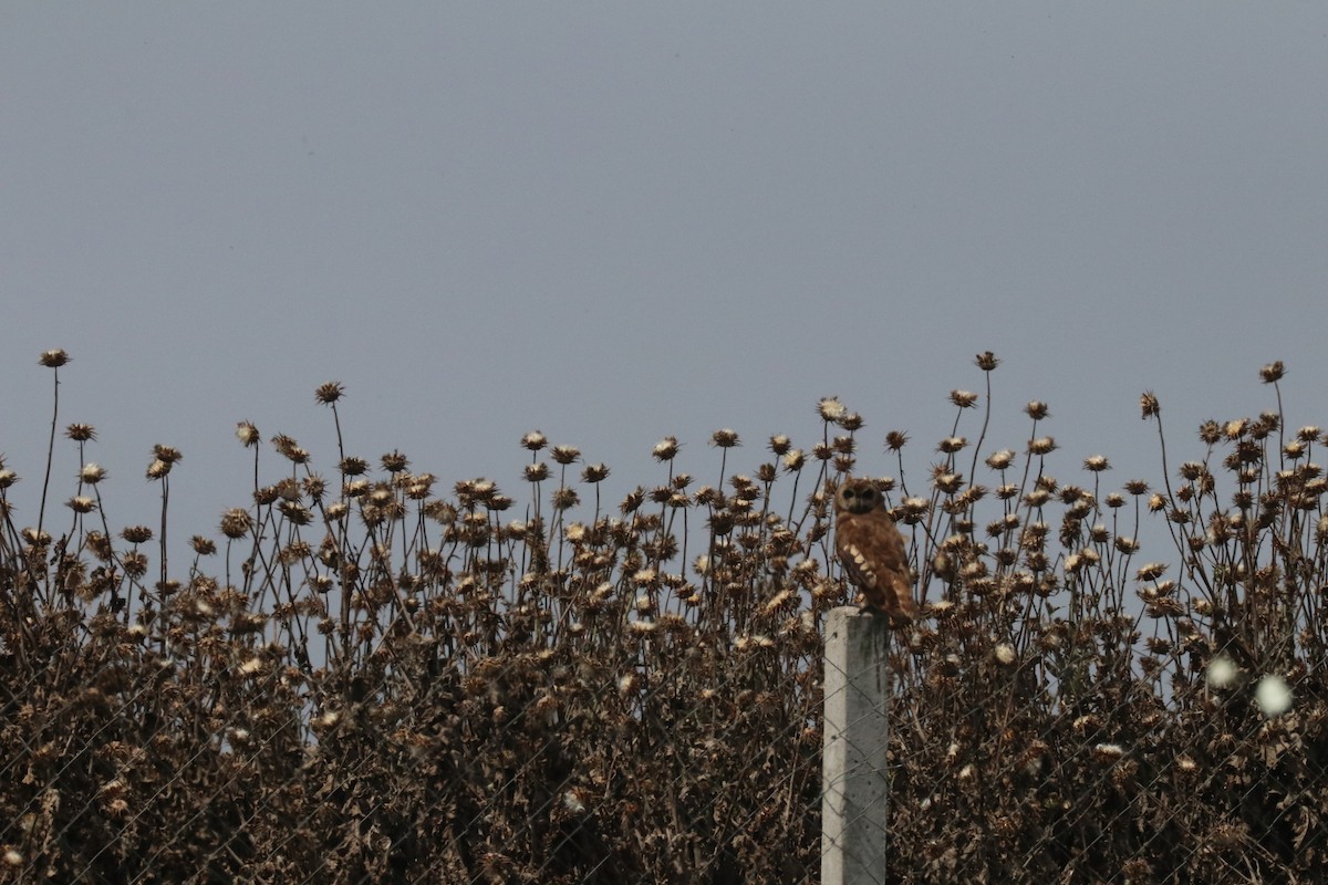 Marsh Owl - ML620165638