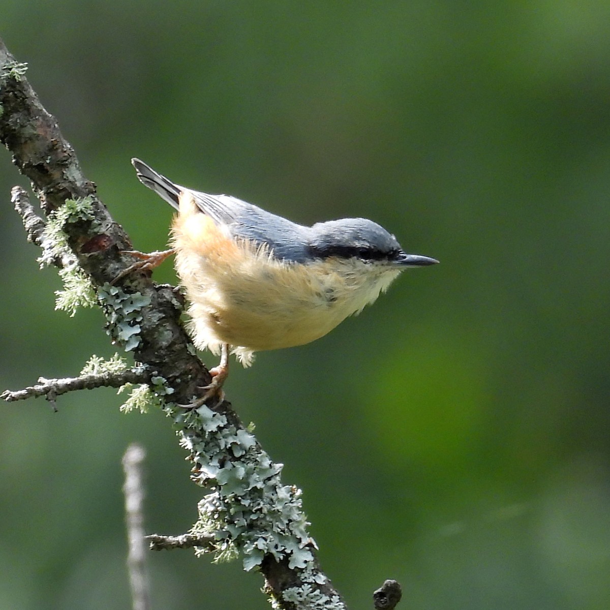 White-tailed Nuthatch - ML620165640