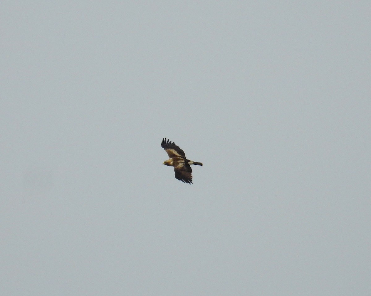 Booted Eagle - ML620165642