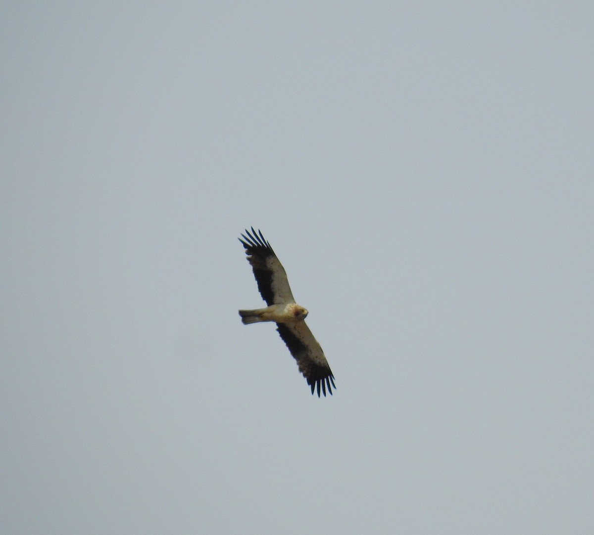 Booted Eagle - ML620165643