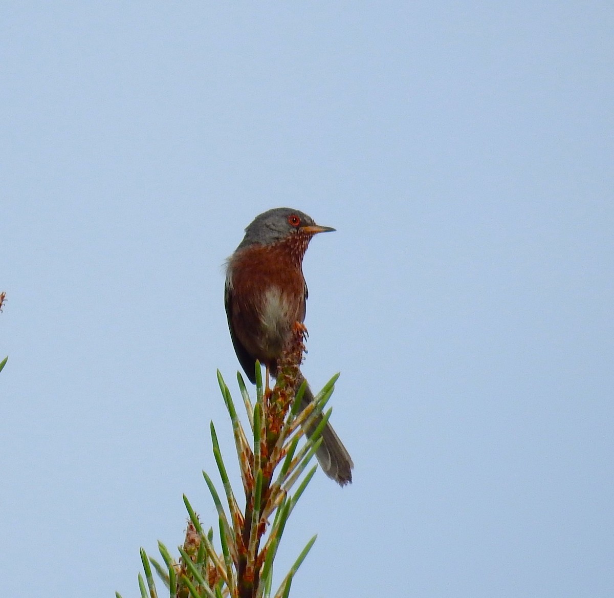 Dartford Warbler - ML620165657