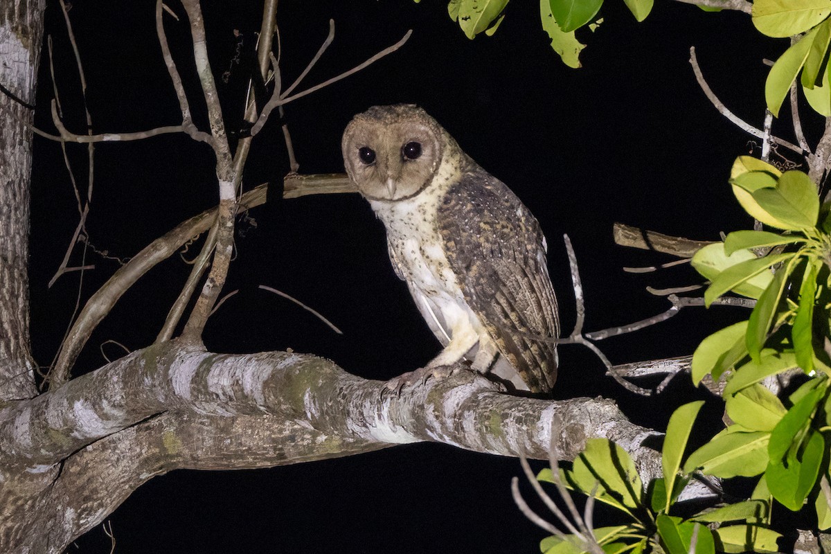 Lesser Masked-Owl (Tanimbar) - ML620165668