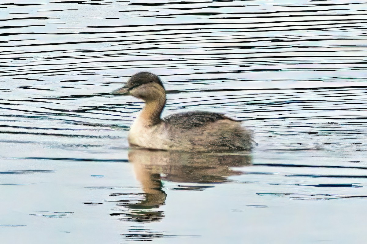 Hoary-headed Grebe - ML620165672