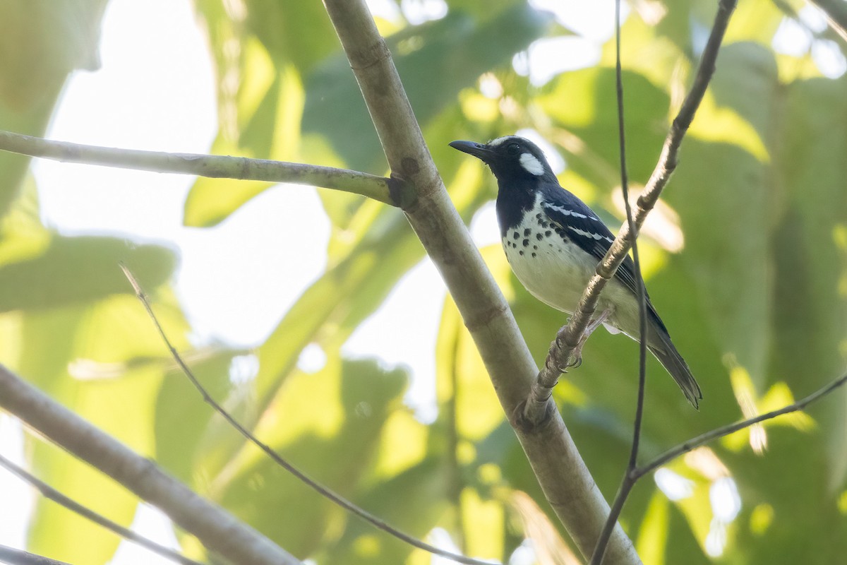 Slaty-backed Thrush - ML620165675