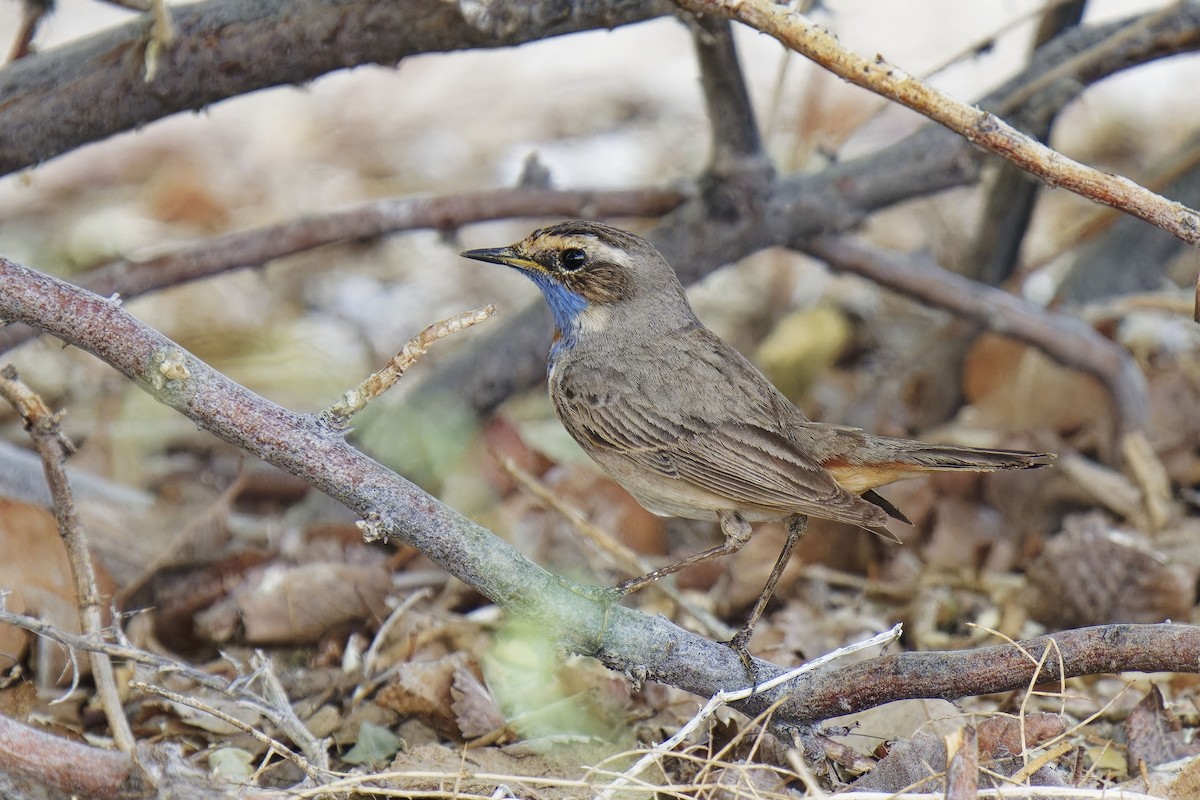 Bluethroat (Red-spotted) - ML620165681