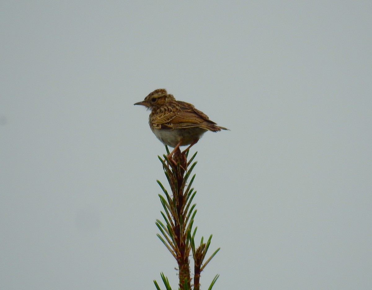 Wood Lark - ML620165682