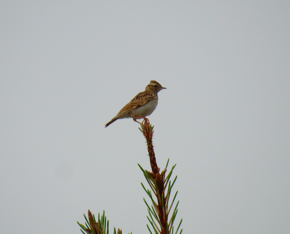 Wood Lark - ML620165683