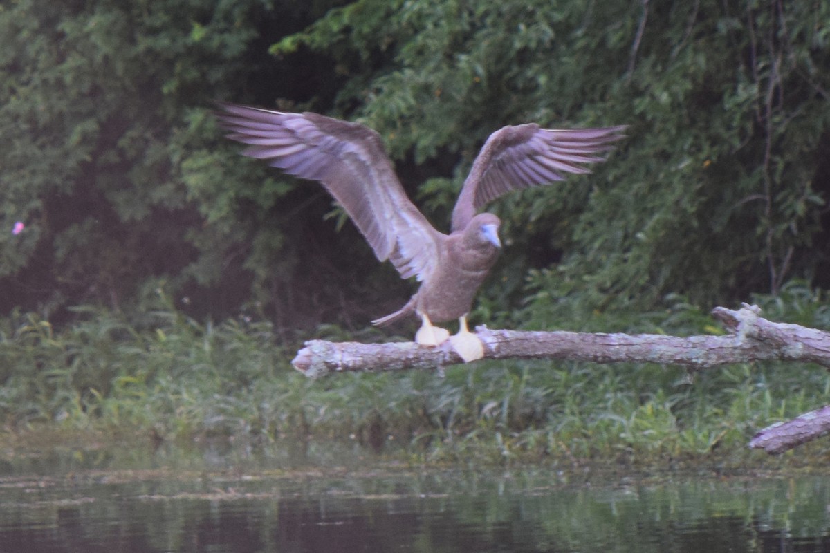 白腹鰹鳥 - ML620165684