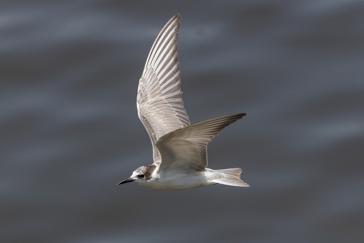 Whiskered Tern - ML620165685