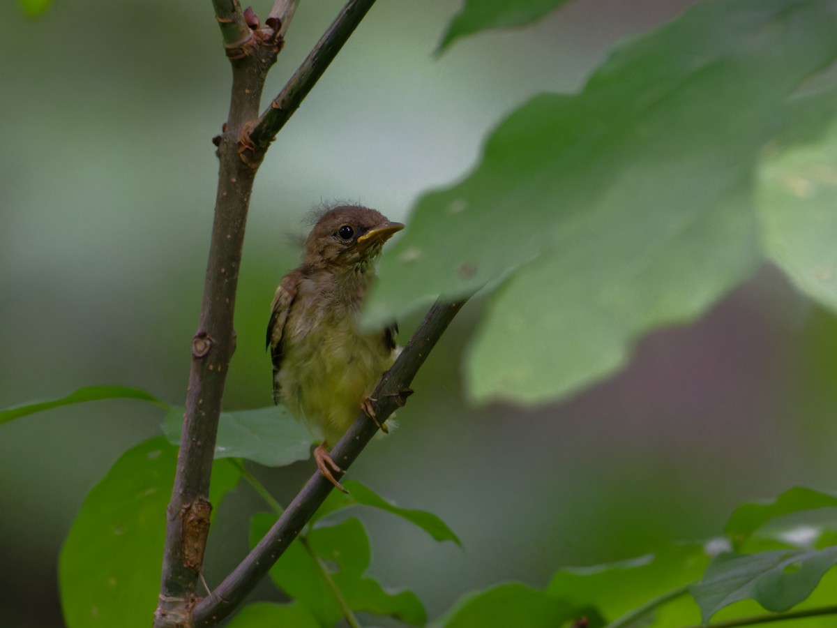 American Redstart - Alan Van Norman