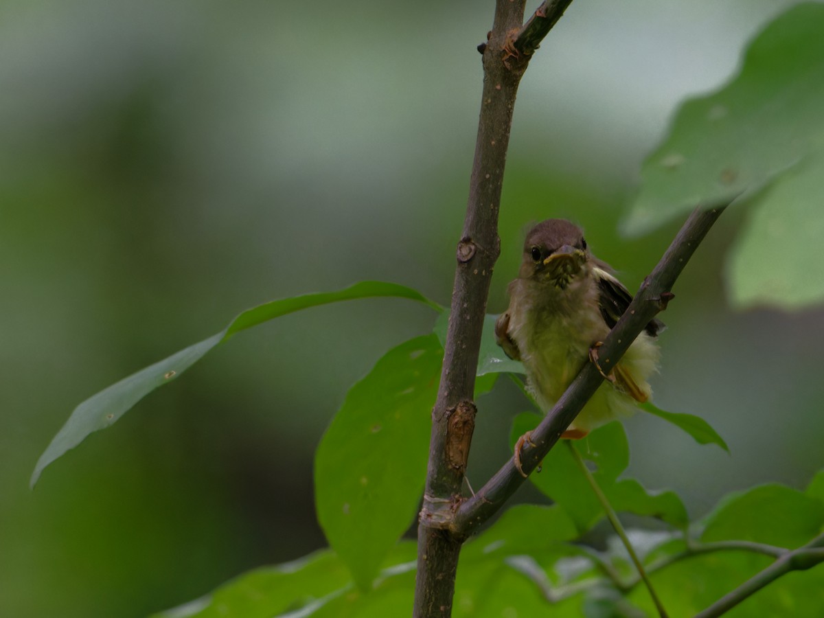 American Redstart - ML620165688