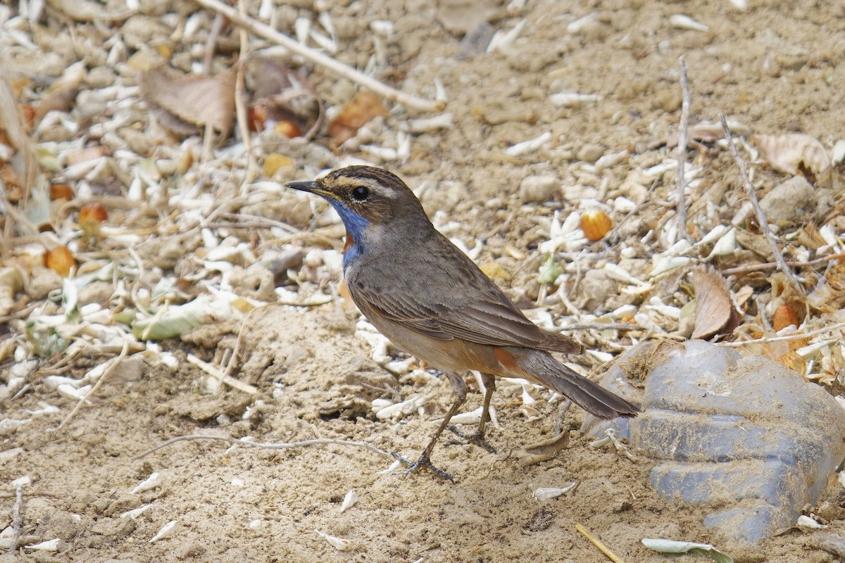 Bluethroat (Red-spotted) - ML620165689