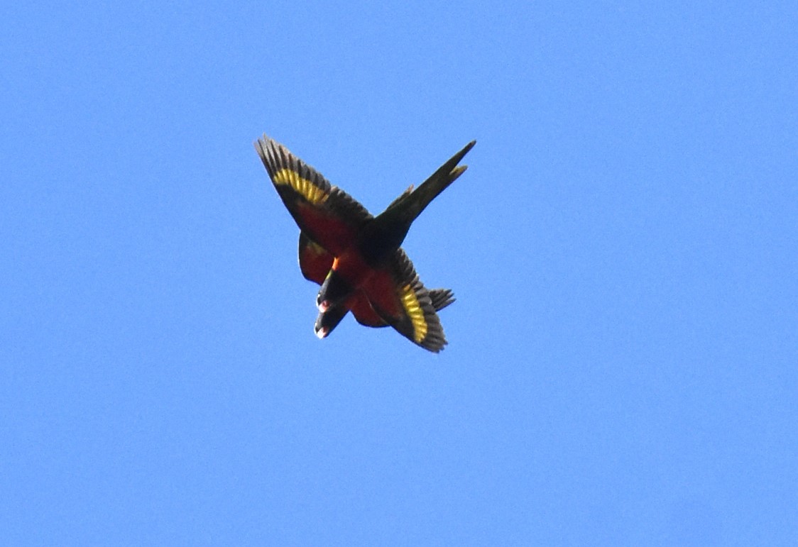 Rainbow Lorikeet - ML620165690