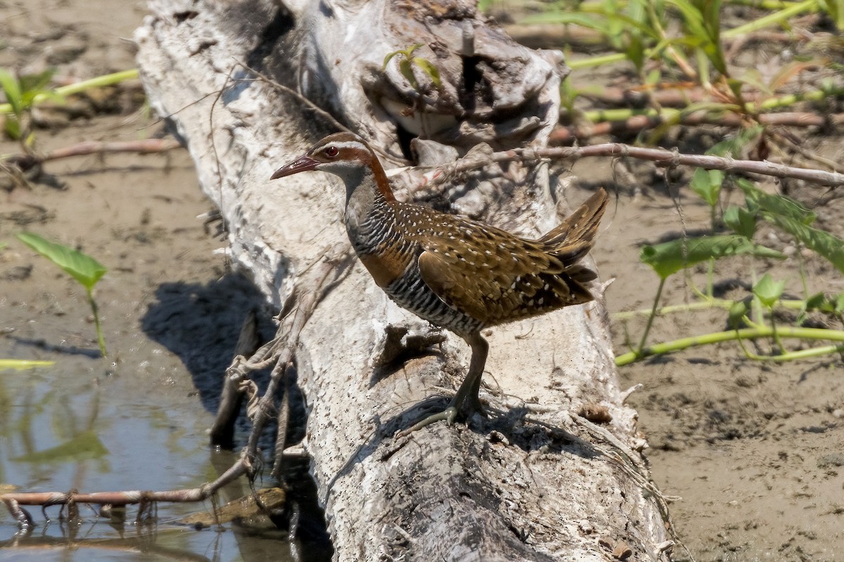 Buff-banded Rail - ML620165691