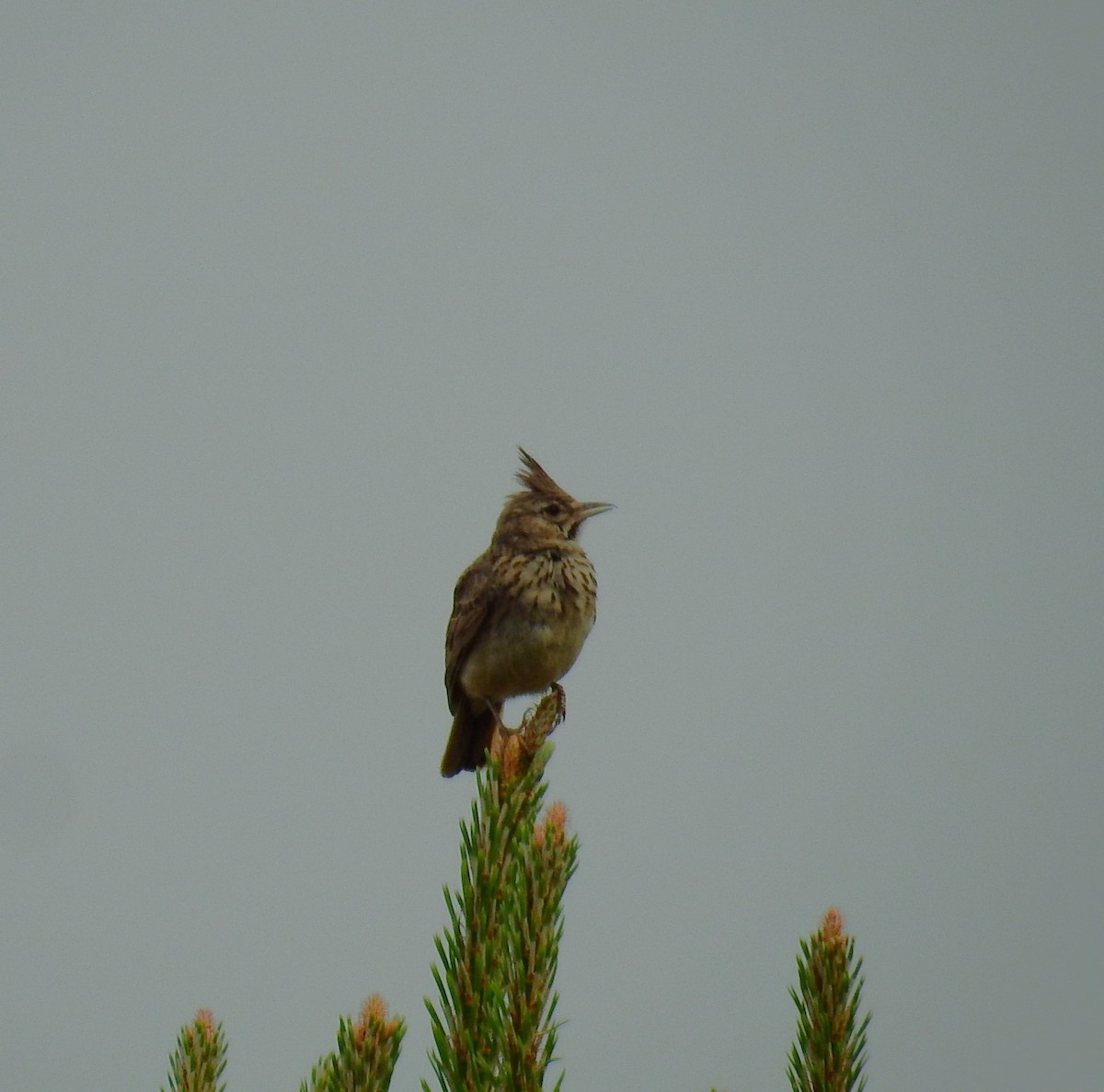 Cochevis de Thékla - ML620165695