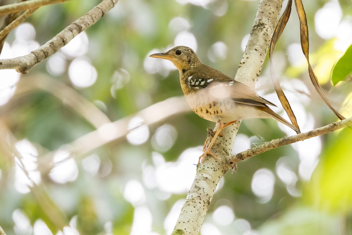 Fawn-breasted Thrush - ML620165704
