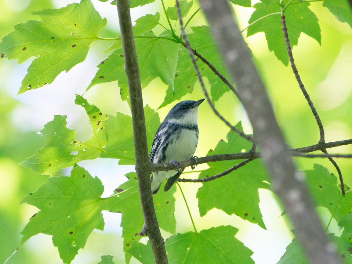 Blauwaldsänger - ML620165709