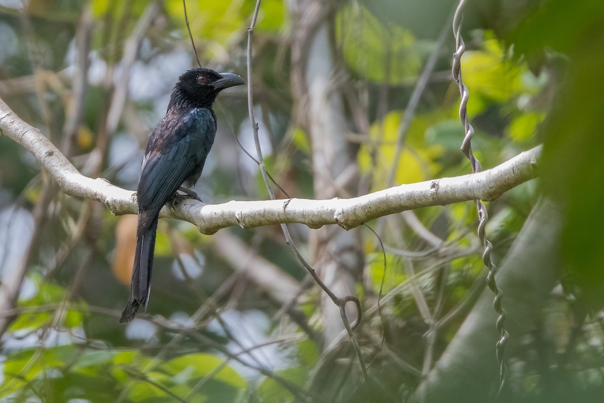 Wallacean Drongo (Tanimbar) - ML620165714